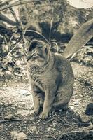 lindo gato bonito com olhos verdes na selva tropical méxico. foto