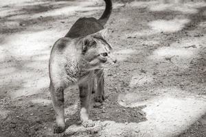 lindo gato bonito com olhos verdes na selva tropical méxico. foto