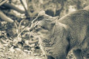 lindo gato bonito com olhos verdes na selva tropical méxico. foto