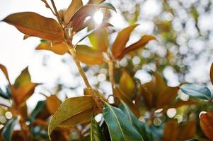 foto de close-up de folhas tropicais verdes vibrantes da planta ficus.