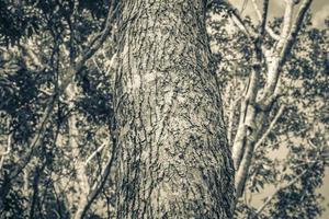 textura de casca de árvore tropical na selva natural do México. foto