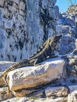 iguana na rocha tulum ruínas local maia templo pirâmides méxico. foto