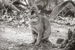 lindo gato bonito com olhos verdes na selva tropical méxico. foto