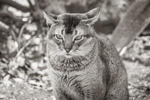 lindo gato bonito com olhos verdes na selva tropical méxico. foto