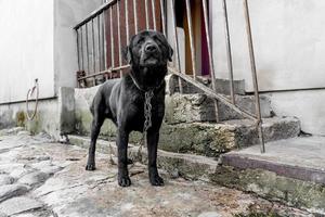 cachorro preto em uma corrente perto da varanda da casa foto