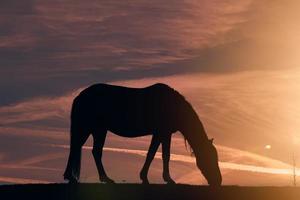 silhueta de cavalo no prado e belo fundo por do sol foto