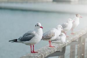 gaivotas descansando no porto foto