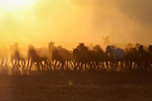 cavalos yilki correndo em campo, kayseri, turquia foto