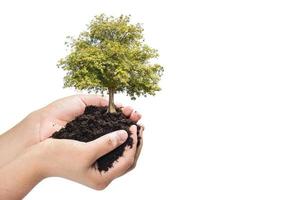 mãos segurando uma planta jovem verde, pequena árvore isolar o fundo foto