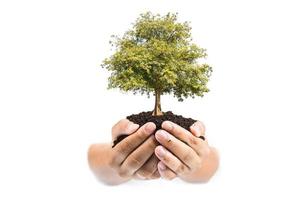 mãos segurando uma planta jovem verde, pequena árvore isolar o fundo foto