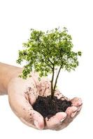 mãos segurando uma planta jovem verde, pequena árvore isolar o traçado de recorte de fundo foto