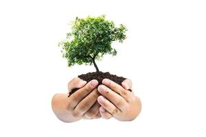 mãos segurando uma planta jovem verde, pequena árvore isolar o traçado de recorte de fundo foto