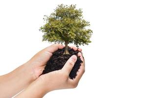 mãos segurando uma planta jovem verde, pequena árvore isolar o fundo foto