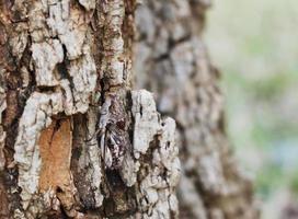 close-up de inseto cigarra na árvore na natureza foto