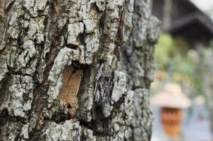 insetos de cigarra na árvore na natureza foto