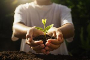 crianças cuidando de plantas jovens. mão segurando uma pequena árvore na luz da manhã foto