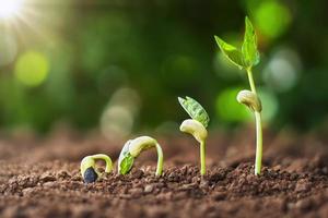 plantar sementes crescer conceito de passo no jardim e luz solar. ideia de agricultura foto