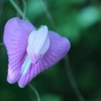 flor violeta clitoria ternatea foto