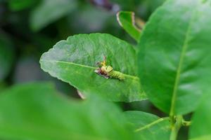 o close up da lagarta verde gorda está subindo na folha de limão verde. ele está comendo um pouco de comida na folha verde no tema natural. torna-se uma pupa antes de crescer para a próxima borboleta. foto