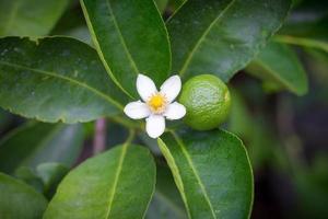 flores de limão e limão branco foto