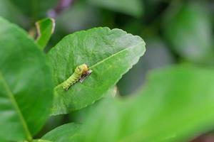 o close up da lagarta verde gorda está subindo na folha de limão verde. ele está comendo um pouco de comida na folha verde no tema natural. torna-se uma pupa antes de crescer para a próxima borboleta. foto