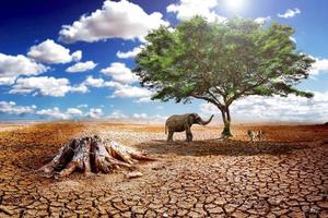 conceito de vida de combate à seca ecológica - árvore verde solitária na seca foto