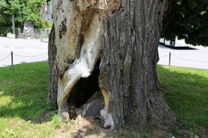 toco velho e podre no parque da cidade foto