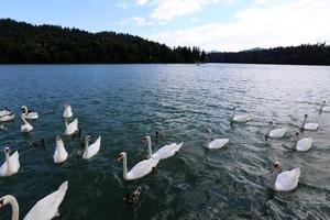 grandes cisnes brancos vivem em um lago de água doce foto