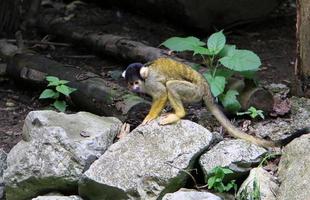 macacos sentam-se em galhos de árvores contra um fundo de folhagem verde foto