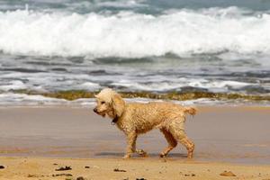 cão pequeno em uma caminhada matinal nas margens do mar mediterrâneo foto