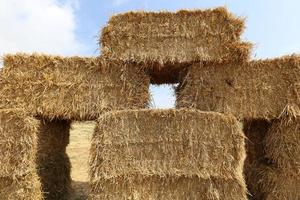 pilhas de palha ficam no campo após a colheita de trigo ou outros cereais. foto