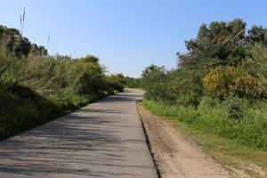 mimosa floresce ao longo de uma estrada no norte de israel foto