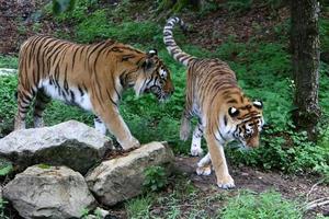 grande tigre de amur vive no zoológico foto