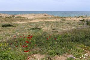 costa mediterrânea no norte de israel foto