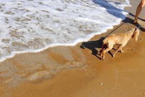 cão pequeno em uma caminhada matinal nas margens do mar mediterrâneo foto