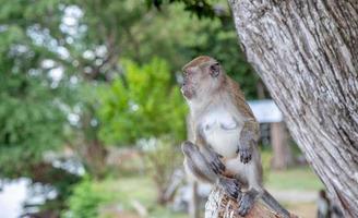 um macaco sentado sozinho. foto