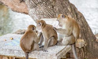 grupo da família do macaco. foto