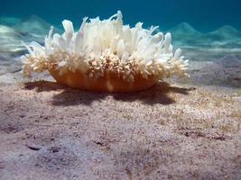 medusa. cassiopeia andrômeda é uma água-viva de tamanho médio.