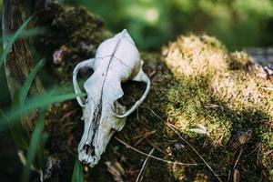 crânio de cachorro velho e na floresta encantada. atmosfera escura e misteriosa. foto