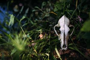 crânio de cachorro velho e na floresta encantada. atmosfera escura e misteriosa. foto