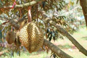durians na árvore durian em um pomar de durian orgânico. foto