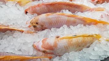 peixe congelado em gelo para manter a frescura e vender aos clientes na loja. foto