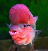 colorido mestiço vermelho peixe ciclídeo animal de estimação macho lindo peixe louhan cichlidae foto