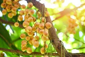 fruta rambeh pendurada na fruta tropical da árvore rambeh na tailândia, rambi maduro fresco no verão foto