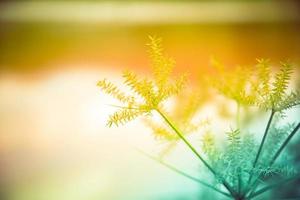 flor grama outono natureza luz solar com filtro na grama flor no verão com água borrão fundo colorido foto