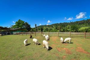 fazenda de ovelhas montanha bela paisagem fazenda aldeia ovelhas pastando grama em campo verde foto