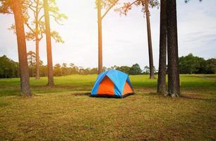 área de barracas de acampamento no prado de grama na floresta de pinheiros foto