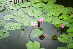 Lírio de água de lagoa de lótus ou flor de lótus e lagoa de água de crescimento de folhas verdes no jardim foto