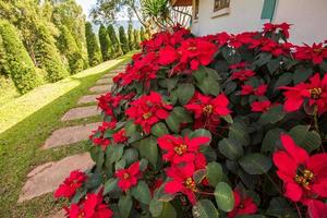 linda folha de fundo vermelho poinsétia flores vermelhas florescendo no jardim da frente ou estrela de natal foto