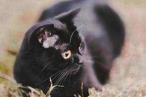 close-up do gato preto da dobra escocesa, sentado na grama. foto